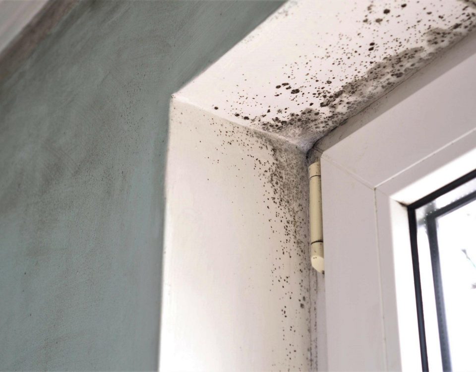 mold on the walls