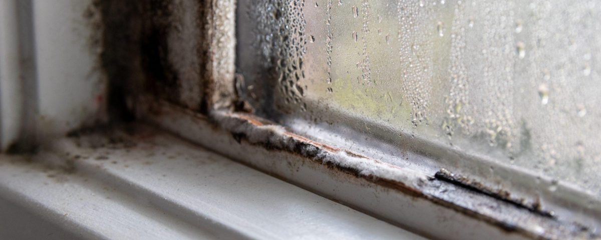 mold on the walls
