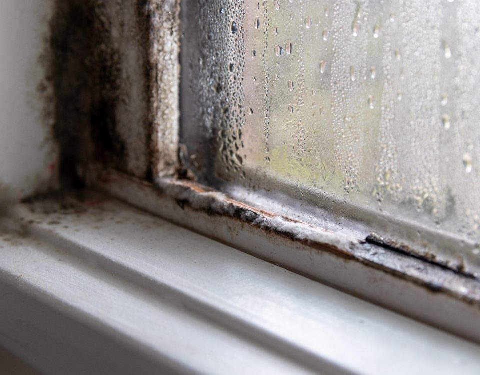 mold on the walls