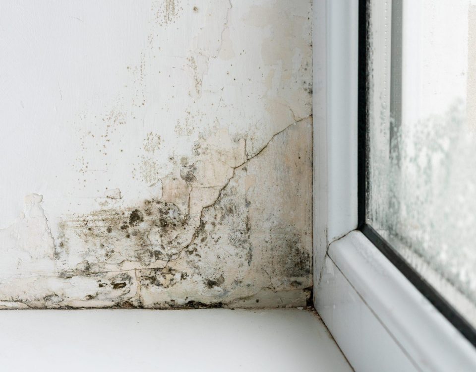 mold on the walls